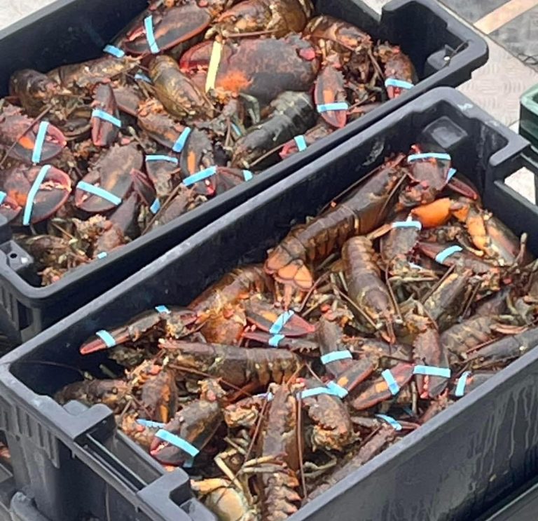 Lobster 1 Lobster 1